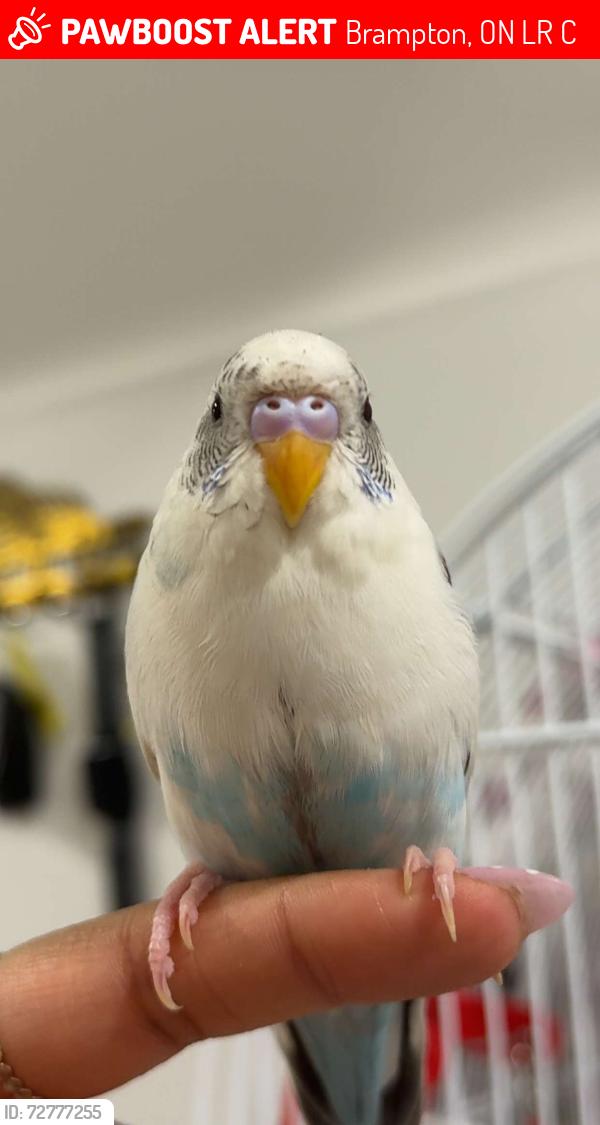 Lost Male Bird last seen Near Jenwood Cres , Brampton, ON L6R 4C6