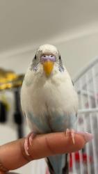 Lost Male Bird last seen Near Jenwood Cres , Brampton, ON L6R 4C6