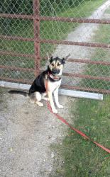 Found/Stray Female Dog last seen SH 276 & County Road 2400, Hunt County, TX 75474