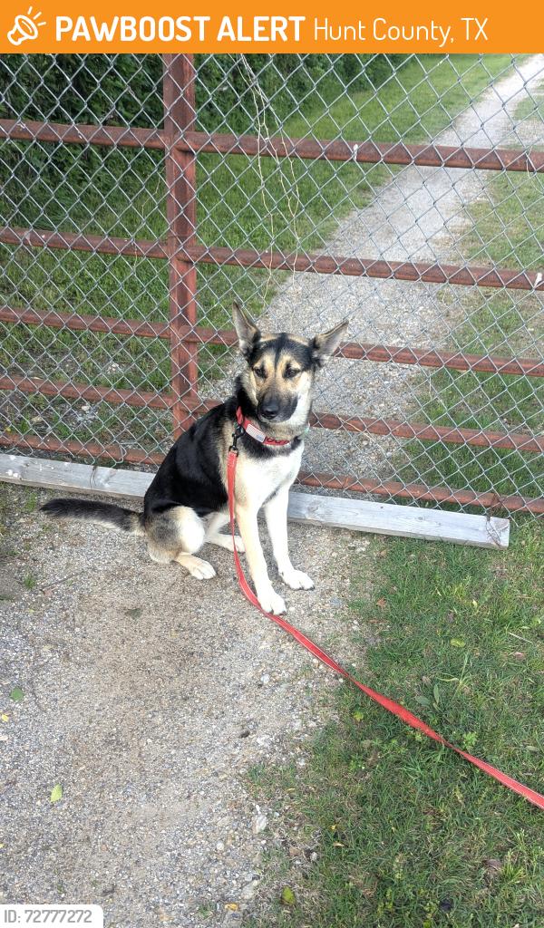 Found/Stray Female Dog last seen SH 276 & County Road 2400, Hunt County, TX 75474