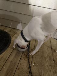 Found/Stray Female Dog last seen Near lake lynn, Raleigh, NC 27613