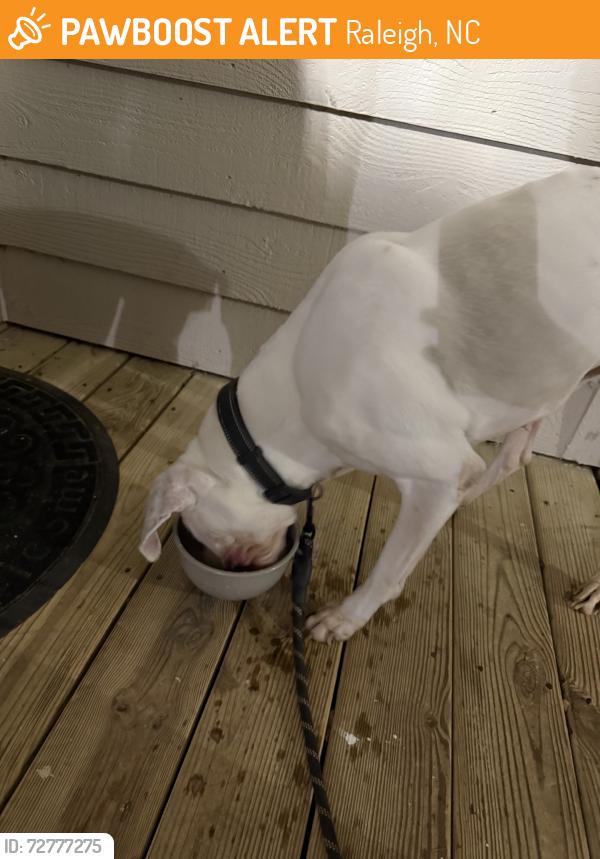 Found/Stray Female Dog last seen Near lake lynn, Raleigh, NC 27613