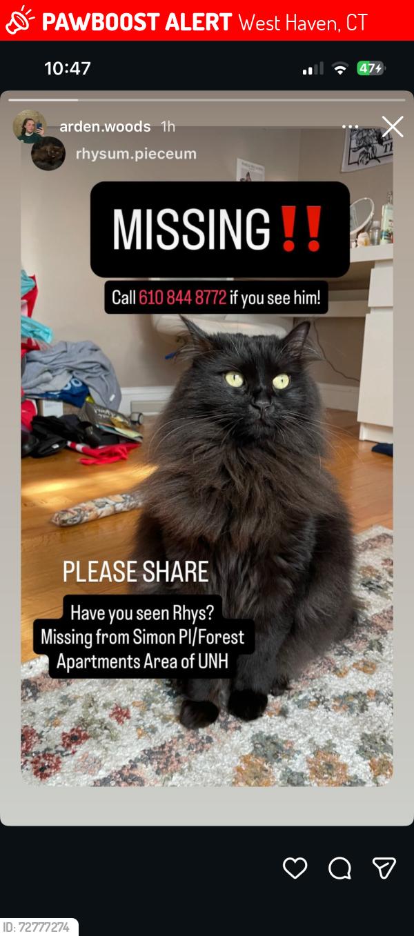 Lost Female Cat last seen Simon pl, West Haven, CT 06516