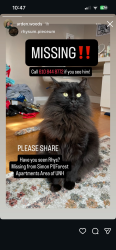Lost Female Cat last seen Simon pl, West Haven, CT 06516