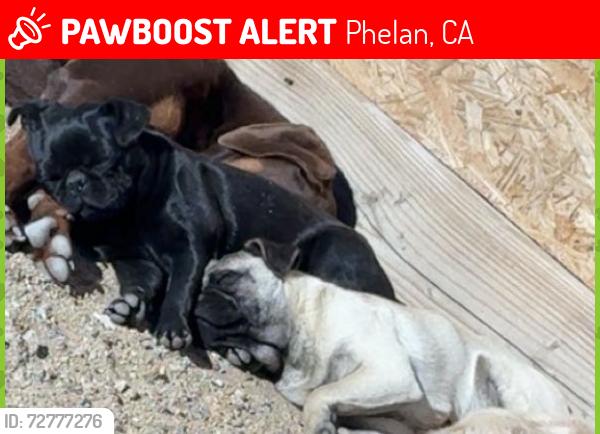 Lost Male Dog last seen Sheep Creek Road, Phelan, CA 92371