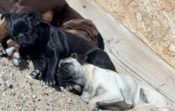 Lost Male Dog last seen Sheep Creek Road, Phelan, CA 92371