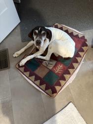 Lost Female Dog last seen Millcreek Conservancy , Lititz, PA 17543
