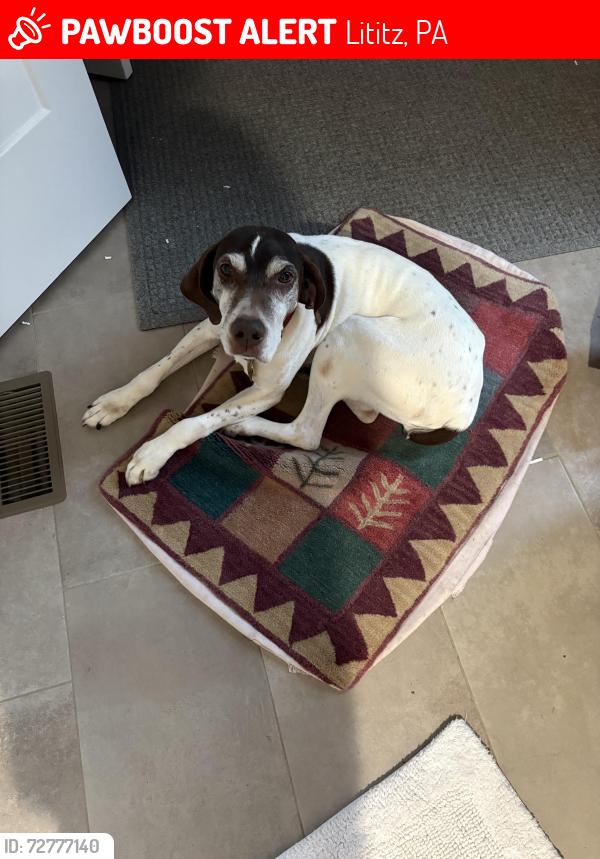 Lost Female Dog last seen Millcreek Conservancy , Lititz, PA 17543