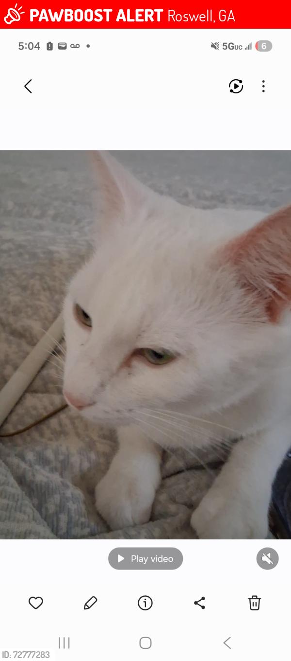 Lost Female Cat last seen Eves cir, Roswell, GA 30076