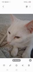 Lost Female Cat last seen Eves cir, Roswell, GA 30076
