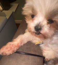 Lost Female Dog last seen Carroll Wood Way, St.Louis MO, St. Louis, MO 63128