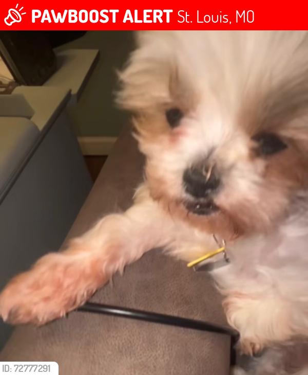 Lost Female Dog last seen Carroll Wood Way, St.Louis MO, St. Louis, MO 63128