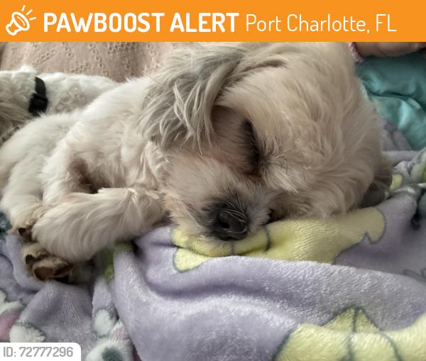 Found/Stray Male Dog last seen McGuire Park , Port Charlotte, FL 33952