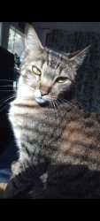 Lost Female Cat last seen Lake sybelia, Maitland, FL 32751