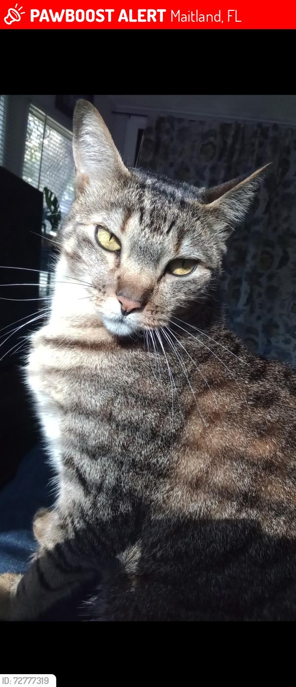 Lost Female Cat last seen Lake sybelia, Maitland, FL 32751