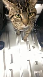 Lost Male Cat last seen Red line train station ( Alewife ), Cambridge, MA 02140