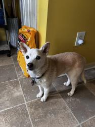Reunited Female Dog last seen Chigwell Ct right before Culver Lane turns into Townfield Lane, Virginia Beach, VA 23454
