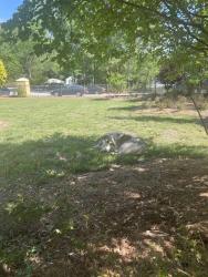 Found/Stray Male Dog last seen Alston Avenue near U-Haul , Durham, NC 27713