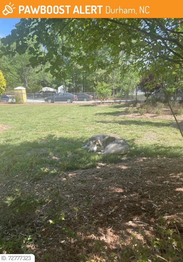 Found/Stray Male Dog last seen Alston Avenue near U-Haul , Durham, NC 27713
