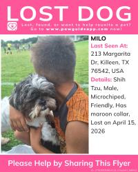 Lost Male Dog last seen Near margarita Dr, Killeen, TX 76542