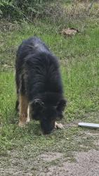 Found/Stray Male Dog last seen Alford Rd, Montgomery County, TX 77355