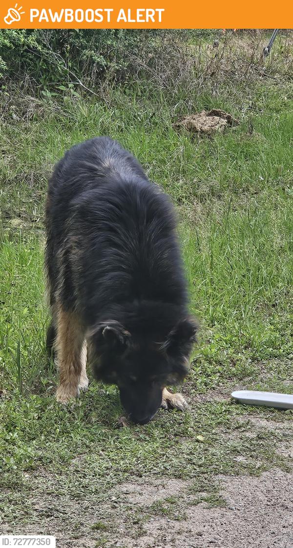 Found/Stray Male Dog last seen Alford Rd, Montgomery County, TX 77355