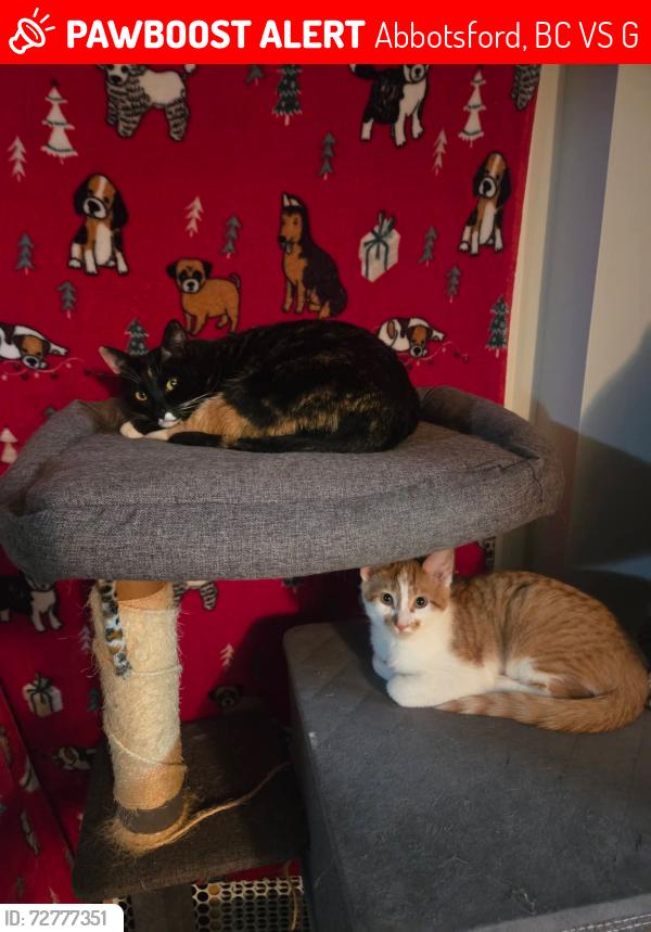 Lost Female Cat last seen Holland ave , Abbotsford, BC V2S 1G3