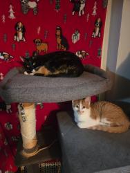 Lost Female Cat last seen Holland ave , Abbotsford, BC V2S 1G3