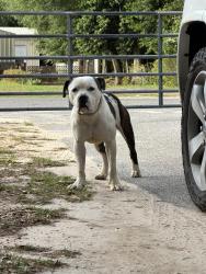 Found/Stray Male Dog last seen Pine forest / Amanda lane , Ensley, FL 32533
