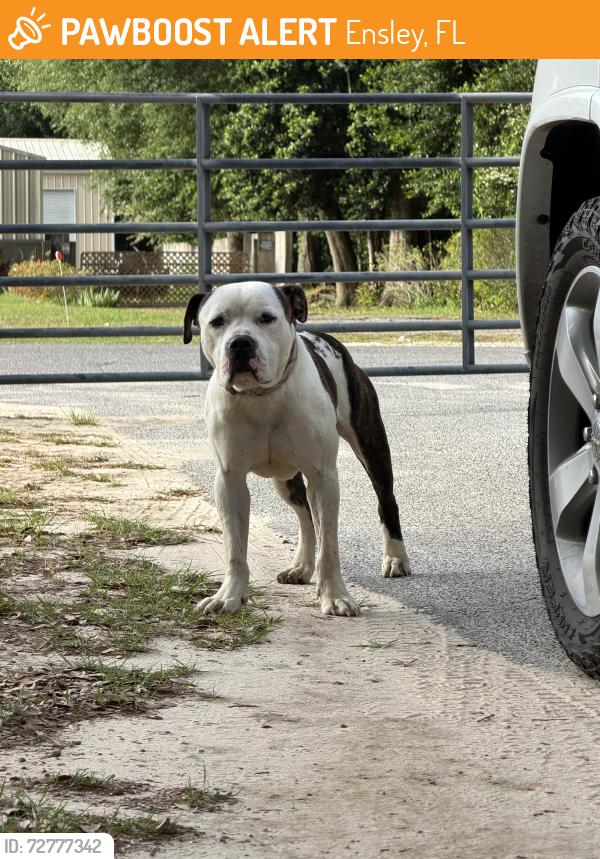 Found/Stray Male Dog last seen Pine forest / Amanda lane , Ensley, FL 32533