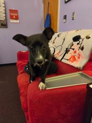 Found/Stray Female Dog last seen Colvin elementary school, Wichita, KS 67210
