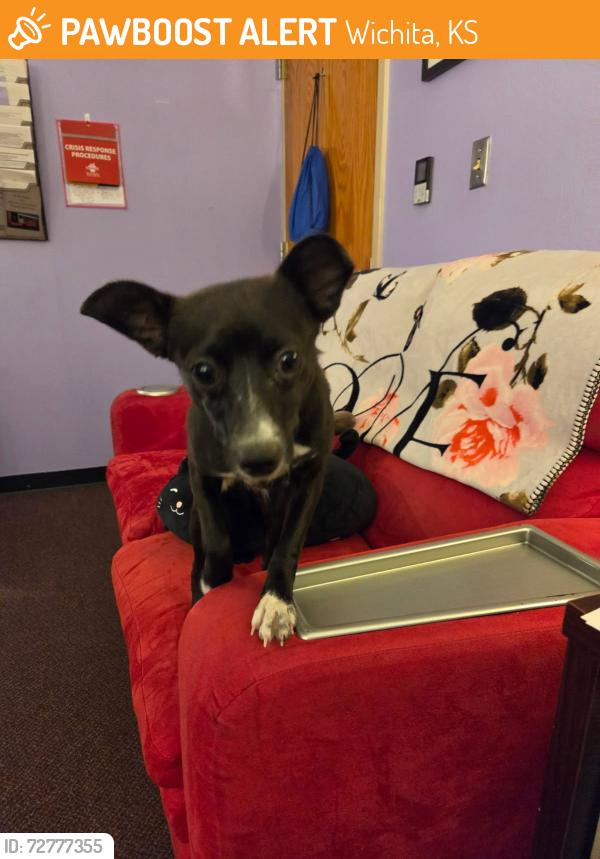 Found/Stray Female Dog last seen Colvin elementary school, Wichita, KS 67210