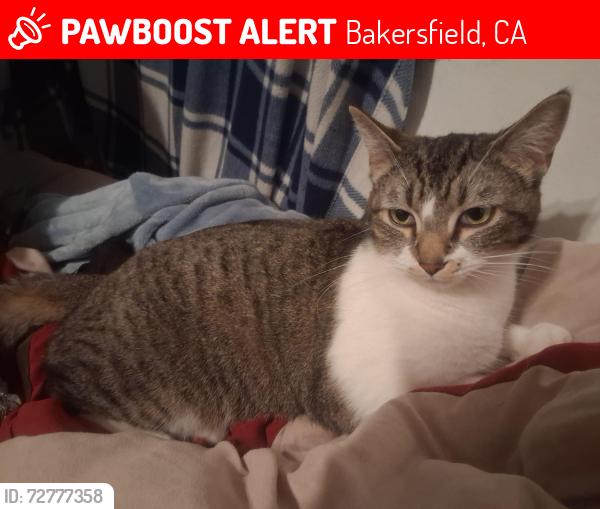 Lost Female Cat last seen Mt Vernon Elementary , Bakersfield, CA 93307