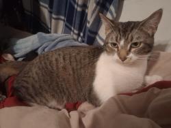 Lost Female Cat last seen Mt Vernon Elementary , Bakersfield, CA 93307