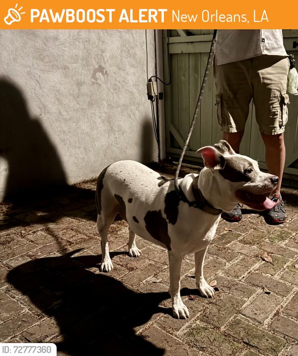 Found/Stray Female Dog last seen Dauphine and Pauger , New Orleans, LA 70116