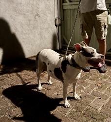 Found/Stray Female Dog last seen Dauphine and Pauger , New Orleans, LA 70116