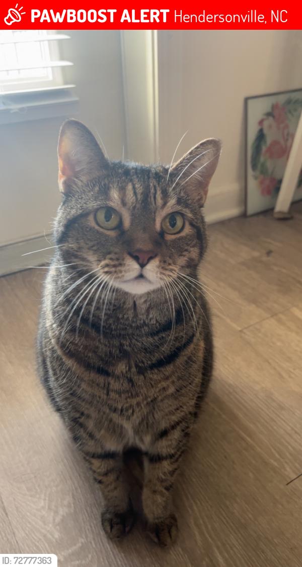 Lost Female Cat last seen Laural park, Hendersonville, NC 28739