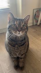 Lost Female Cat last seen Laural park, Hendersonville, NC 28739