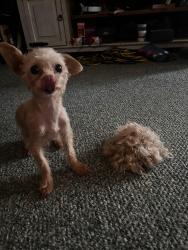 Lost Female Dog last seen Magnolia and County road 3561, New Caney, TX 77357