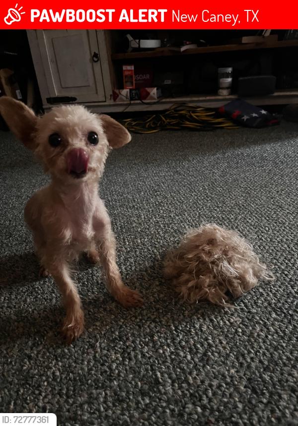 Lost Female Dog last seen Magnolia and County road 3561, New Caney, TX 77357