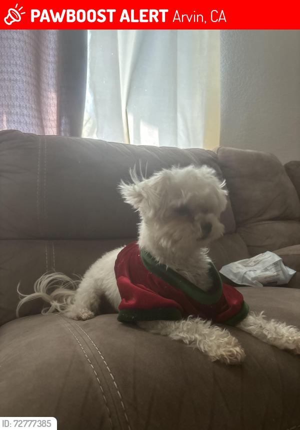 Lost Female Dog last seen Franklin y meyer st en arvin CA , Arvin, CA 93203
