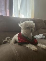 Lost Female Dog last seen Franklin y meyer st en arvin CA , Arvin, CA 93203