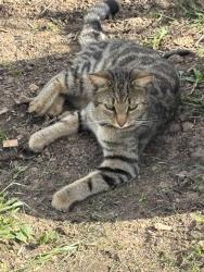 Lost Female Cat last seen LN85SH, West Torrington, England LN8 5SH