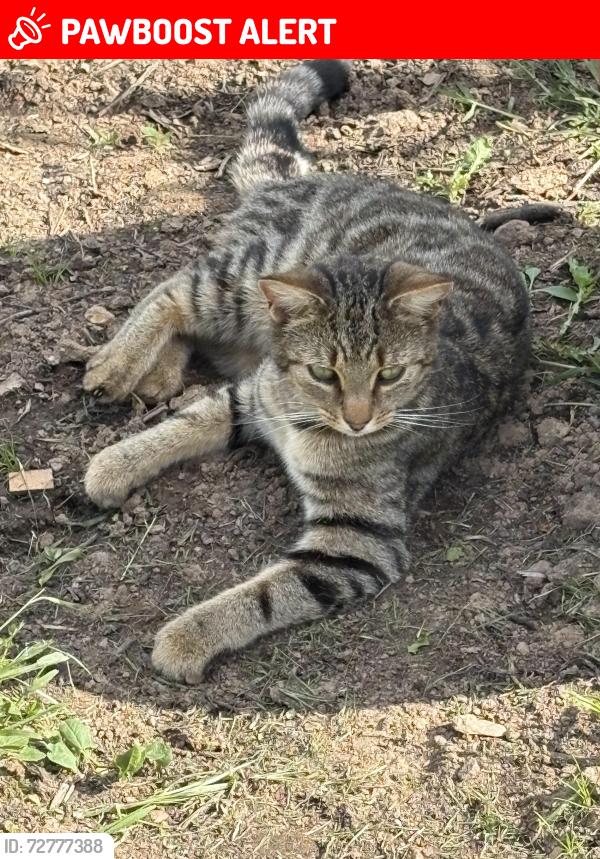 Lost Female Cat last seen LN85SH, West Torrington, England LN8 5SH
