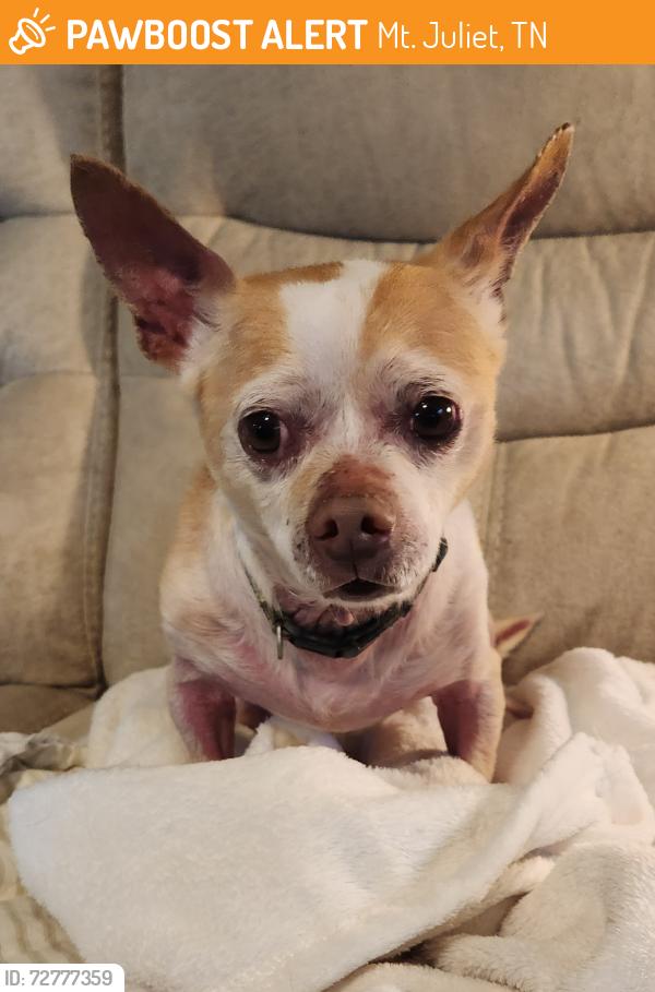 Found/Stray Male Dog last seen Saundersville Rd (Wilson Co) at Hickory Lake Farms, Mt. Juliet, TN 37122