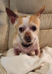 Found/Stray Male Dog last seen Saundersville Rd (Wilson Co) at Hickory Lake Farms, Mt. Juliet, TN 37122