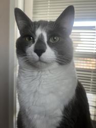 Lost Male Cat last seen mallard restaurant , Shakopee, MN 55379