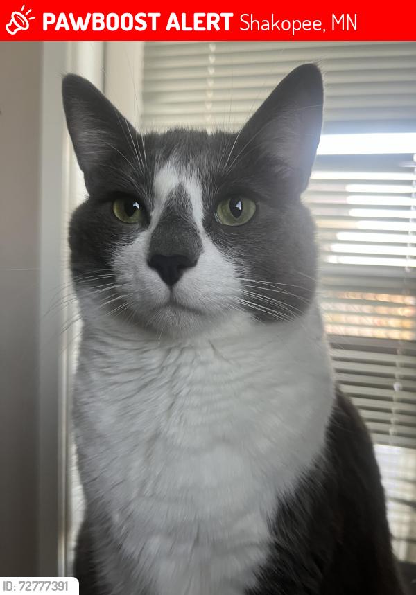 Lost Male Cat last seen mallard restaurant , Shakopee, MN 55379