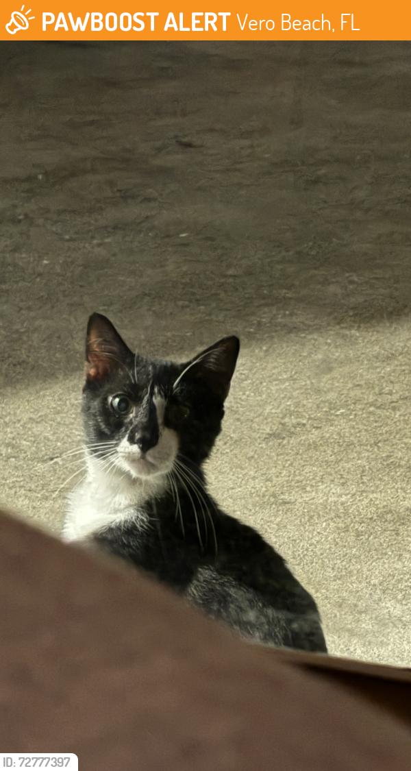 Found/Stray Male Cat last seen 51st ave and 26 street, Vero Beach, FL 32966