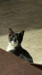 Found/Stray Male Cat last seen 51st ave and 26 street, Vero Beach, FL 32966